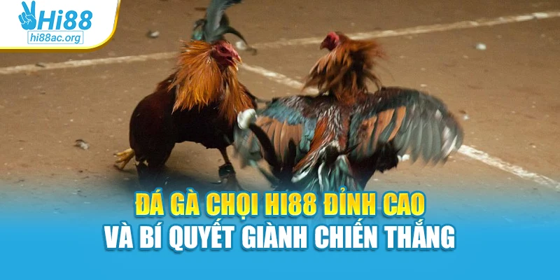 Đá Gà Chọi Hi88 Đỉnh Cao Và Bí Quyết Giành Chiến Thắng