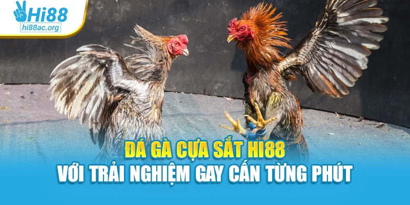 Đá Gà Cựa Sắt Hi88 Với Trải Nghiệm Gay Cấn Từng Phút
