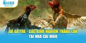Đá Gà Tre - Các Kinh Nghiệm Thắng Lớn Tại Nhà Cái Hi88